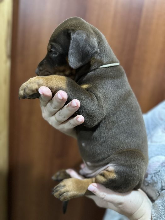 Бронь на шикарних щенков добермана