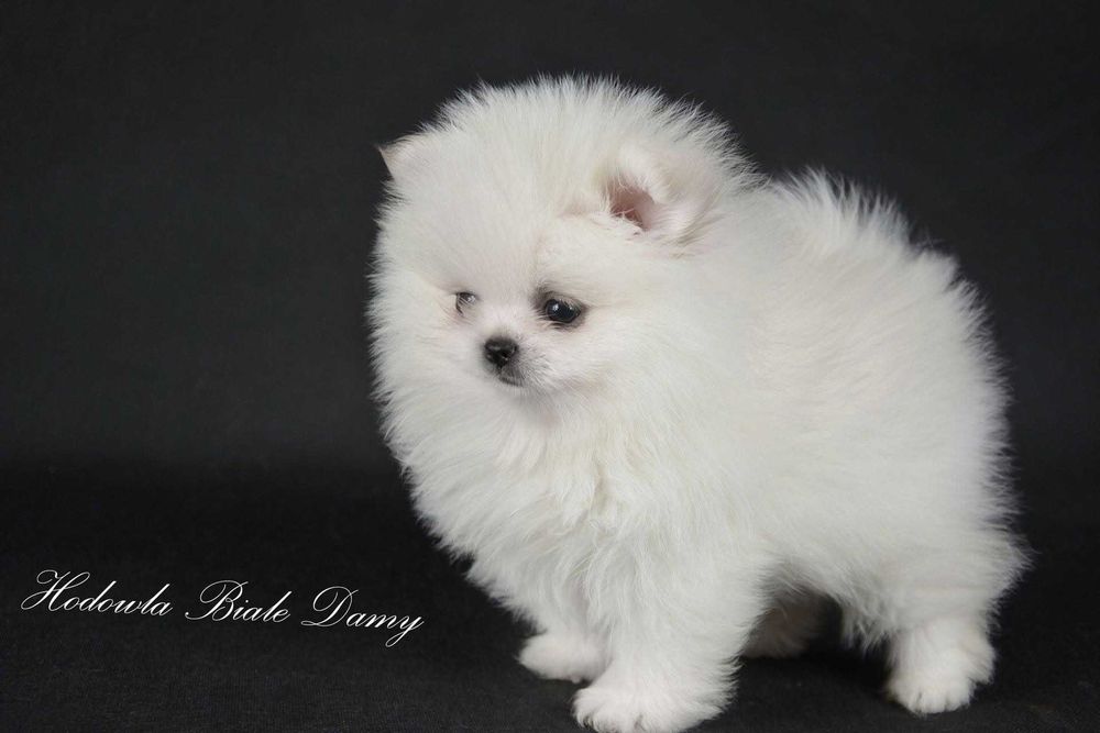 Szpic miniaturowy Pomeranian Boo Szpice Śląskie Rodowód Samiec Hary