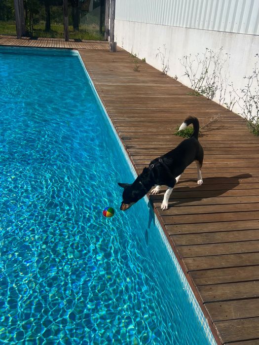 Petsitting em Oeiras / Fico com o seu patudo nas férias