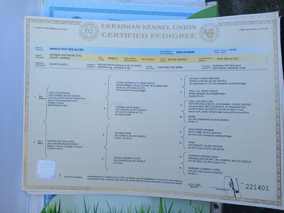 В'язка,  німецька вівчарка