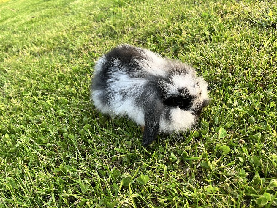 Króliczki miniaturki mini lop (barankek)