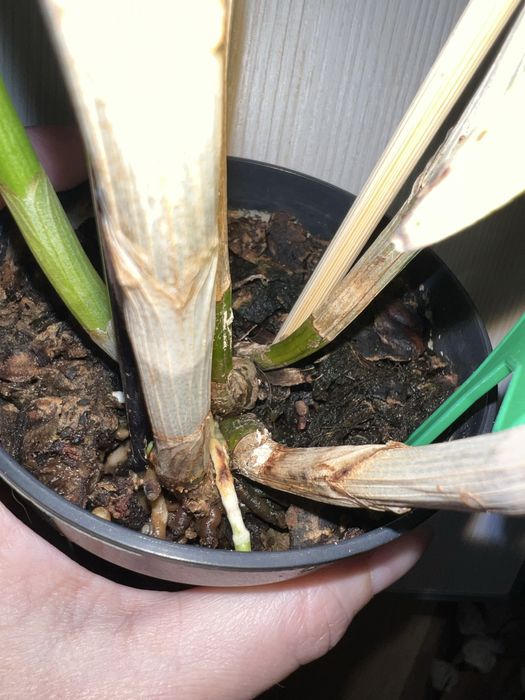 Орхидея. Дендробиум Dragon King.