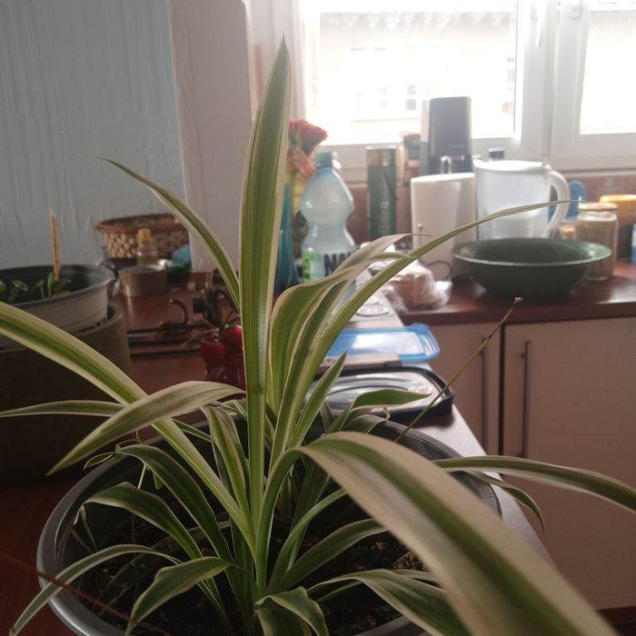 Zielistki 2 młode dorodne