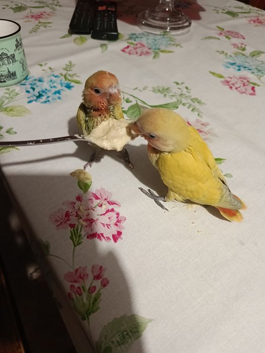 Agapórnis domésticado