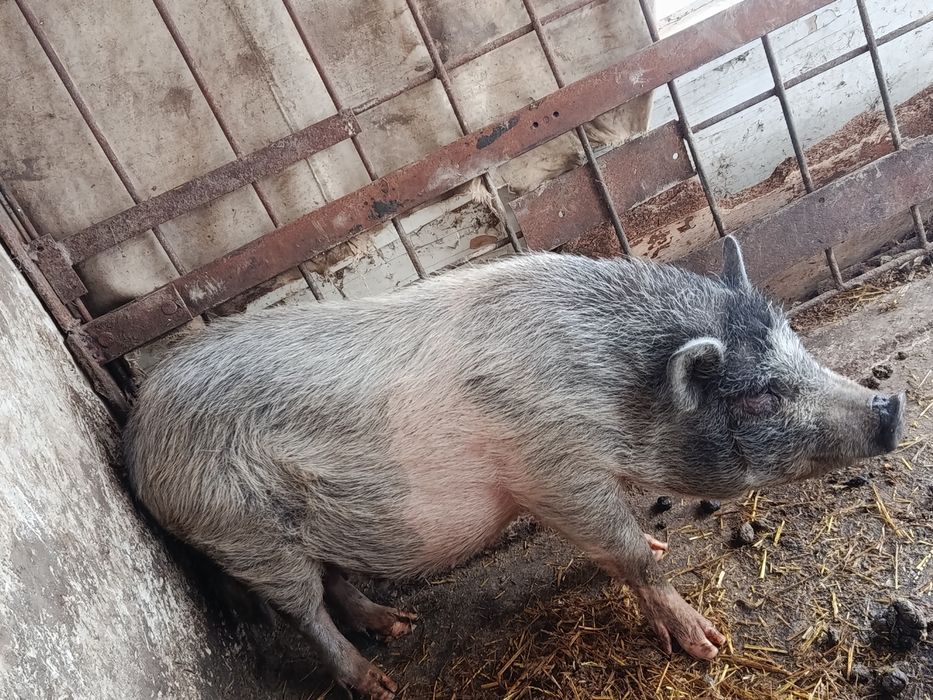 Продам в'єтнамську свіню