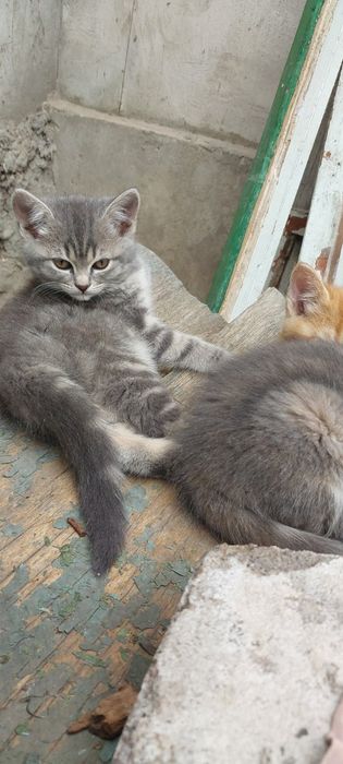 Бесплатно котята 1.5месяца