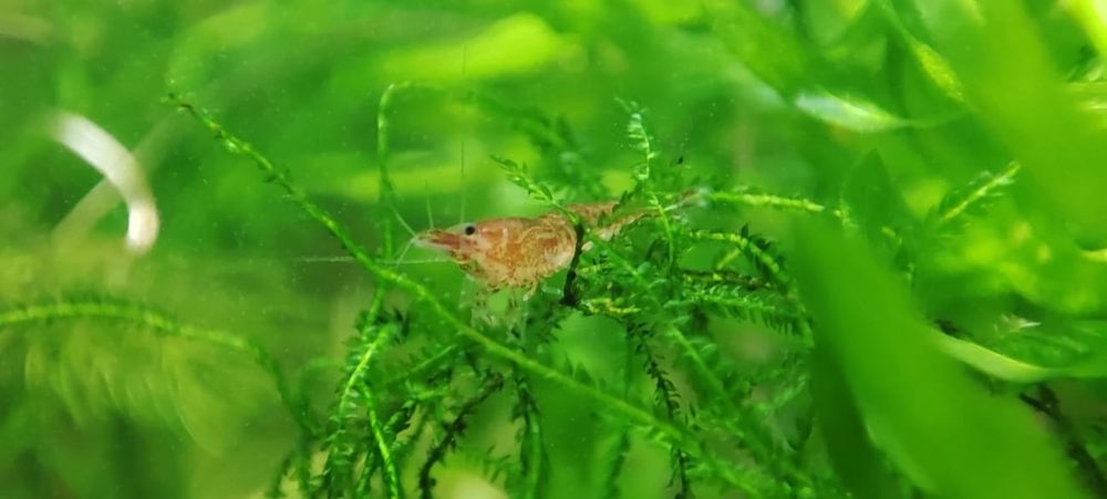 Krewetki Red Cherry Neocaridina