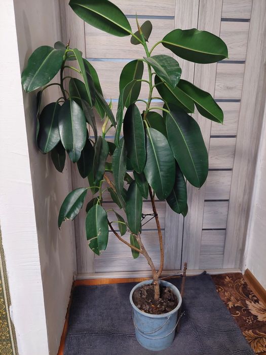 Великий фікус в чудовому стані