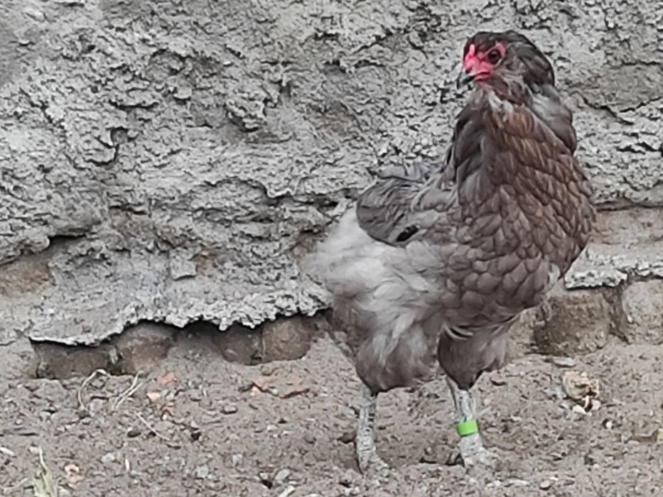 Araucana bezogoniasta kurka