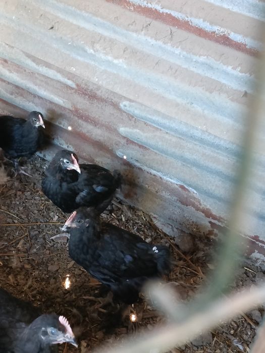 Maran Preto/Azul Cobre