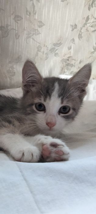 Замечательные котята в замечательные руки, сердца и семьи!!!