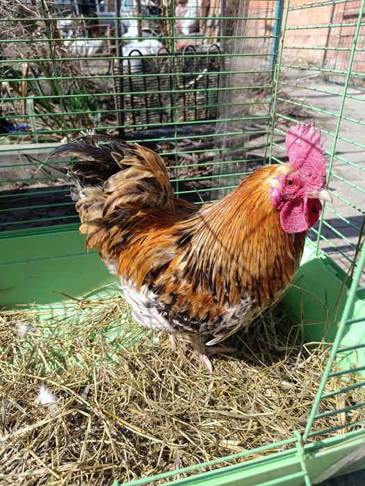 Півники Бентамки