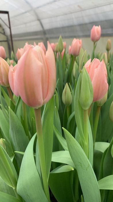 Продам луковицы галанского тюльпана