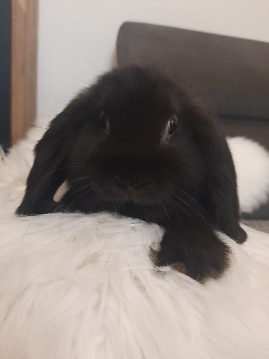 Kroliki miniaturka karzelek mini lop