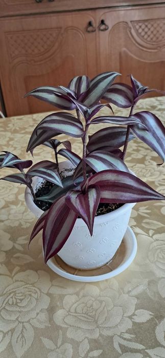 Традесканция ампельная