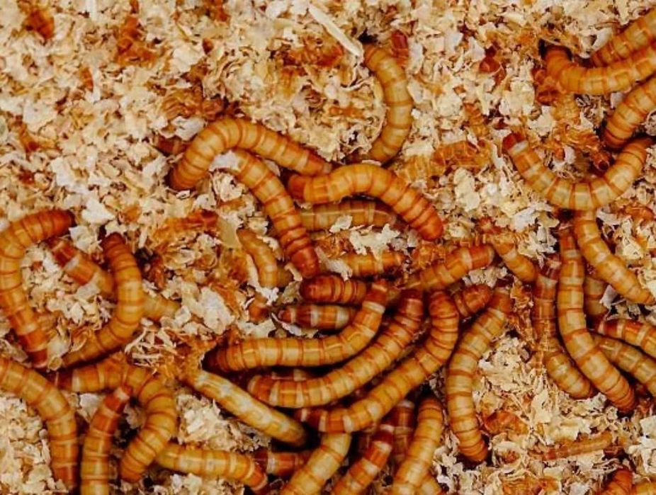Tenébrio Molitor – Alimento Vivo