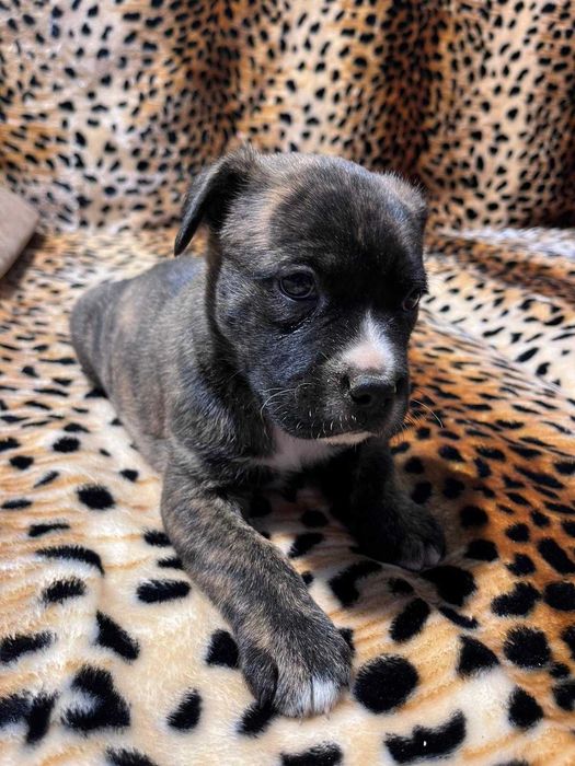 Amstaff mocny  samiec