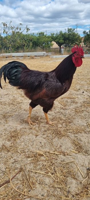 Galo rhode island red