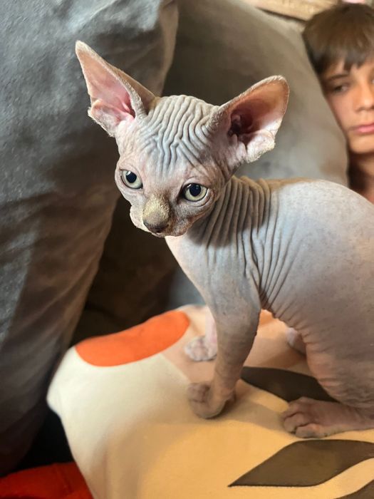 Sphynx  femea maravilhosa