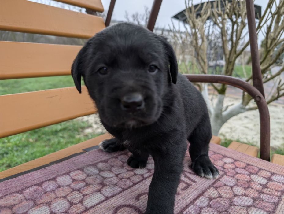 Лабрадор  дівчата