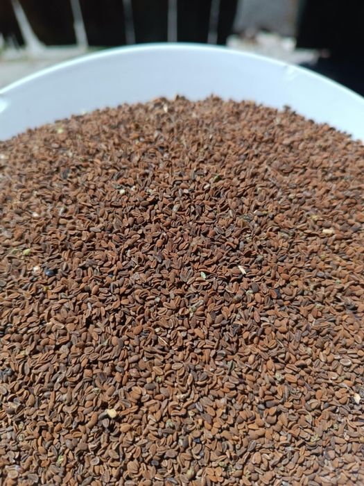 Facelia blękitna na poplon