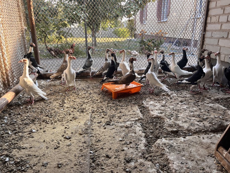 Продам карʼєри !!!