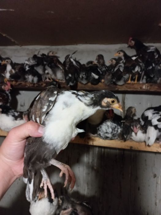 Курчата бентамки карликові чисто кровні (Американка)