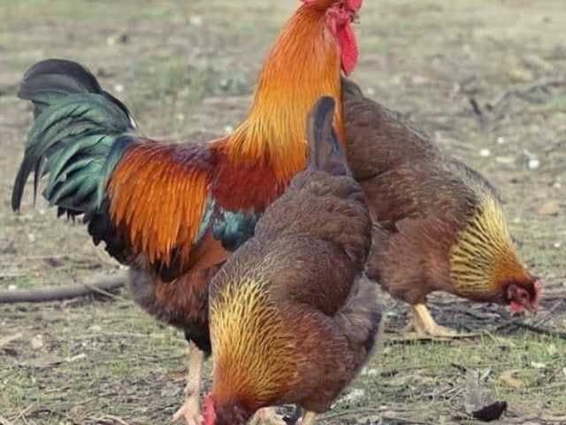 Яйце інкубаційне  курей Вельзумер