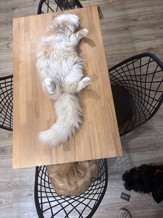 Kocur maine coon FPL rodowód