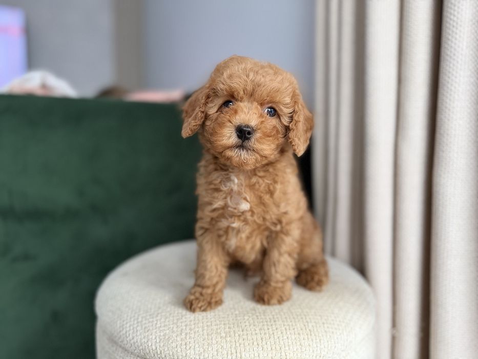 Cavapoo - chlopczyk  ;)