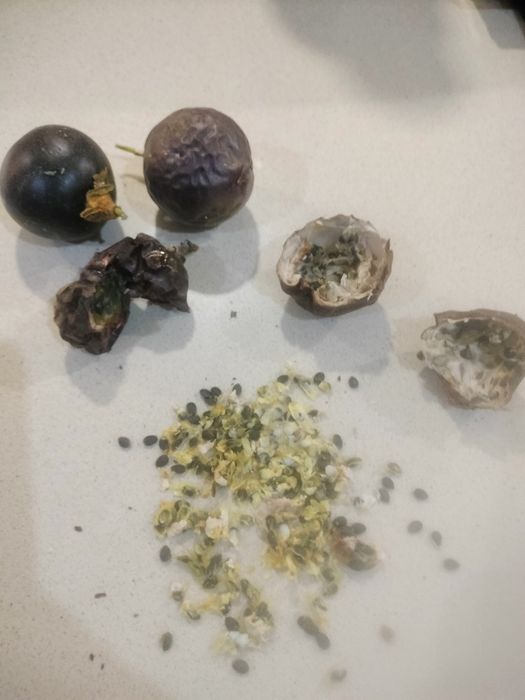 Sementes de Maracujá Roxo
