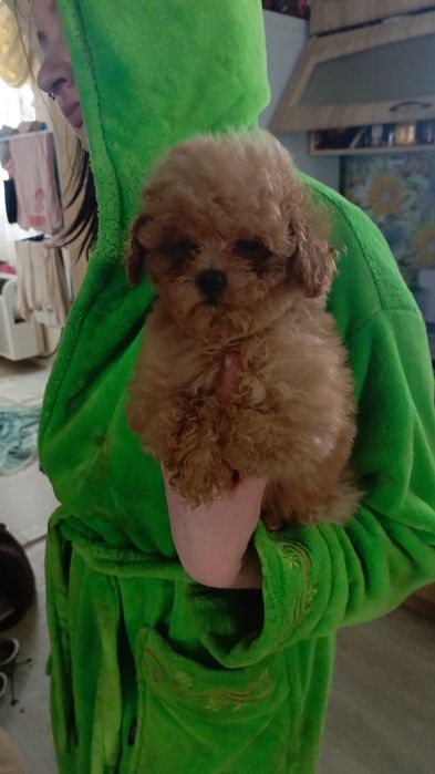 Шикарний тікап хлопчик той пуділя