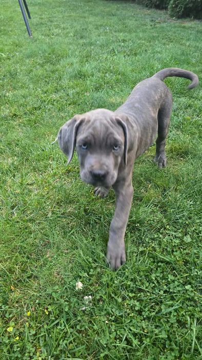 Cane Corso Italiano sunia