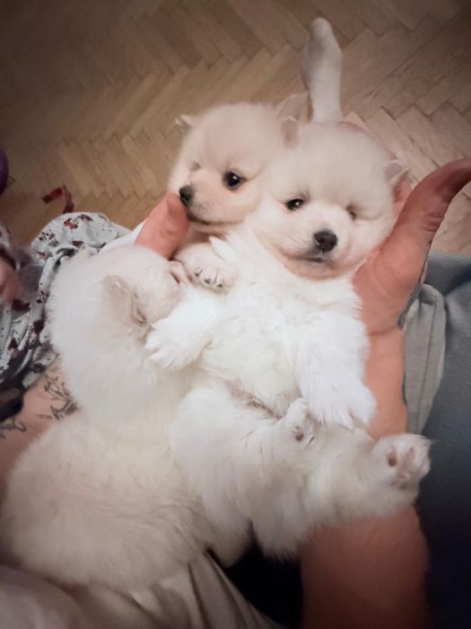 Szpic Niemiecki Mały pomerianin !