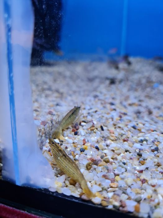 Krewetka filtrująca (Atyopsis moluccensis)
