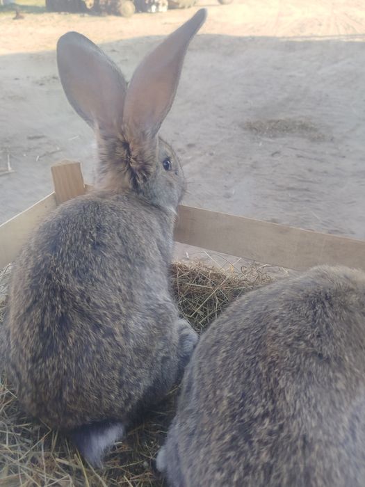 Młode samice olbrzyma belgijskiego