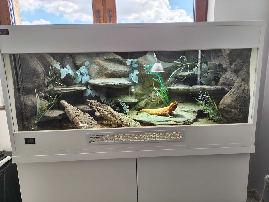 Terrarium z szafką oraz agama brodata -kompletny zestaw