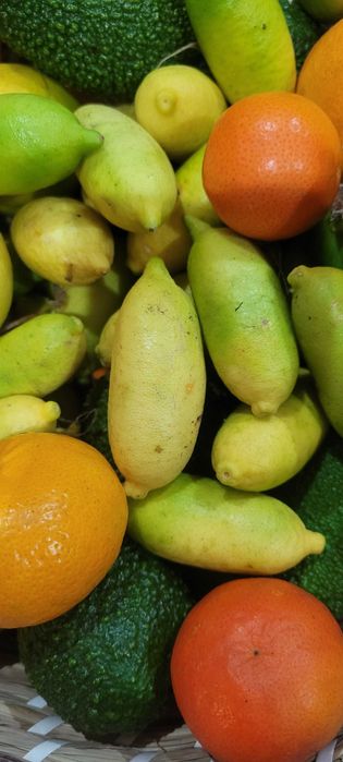 Limão-caviar ou limão cítrico australiano