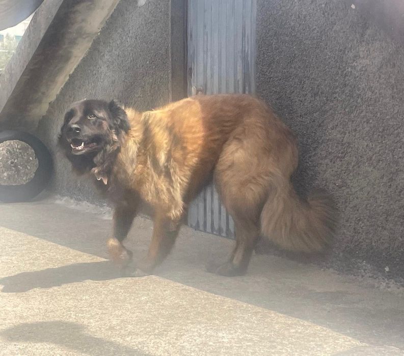 Cão para adoção (Serra da Estrela). Portuguese Shepard dog for adoption
