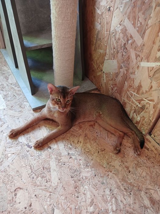 Абісинський кіт на в'язку