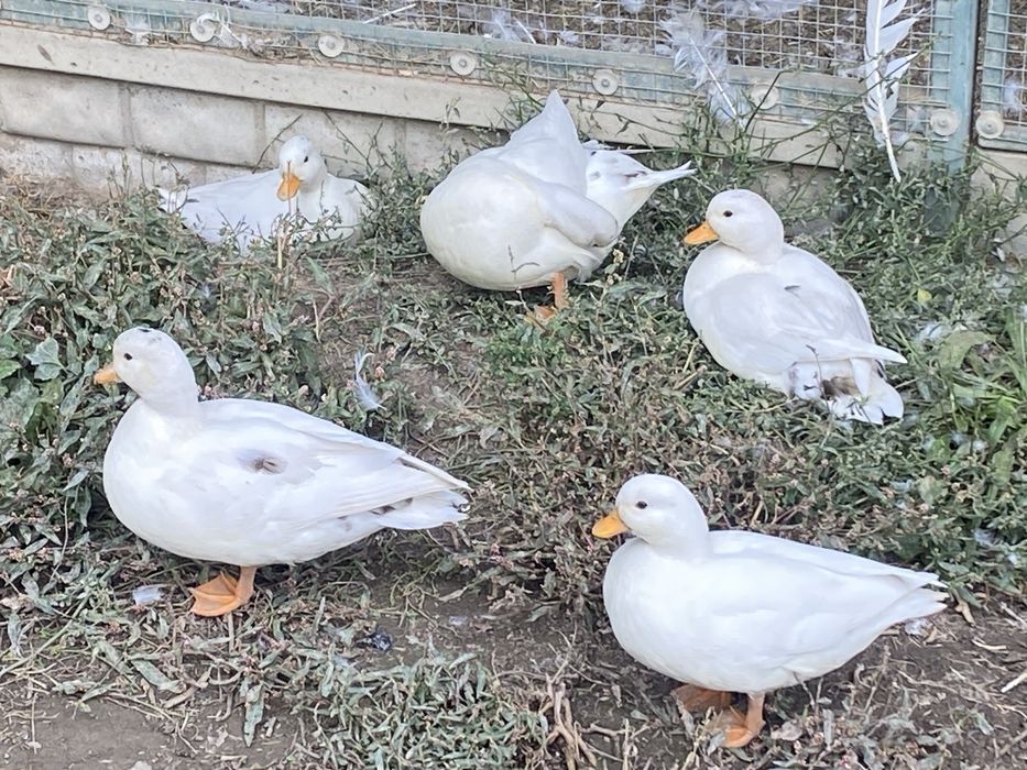 Call ducks pary z 2026