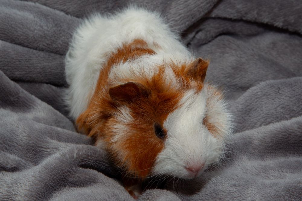 świnka morska cavia domowa  SAMIEC