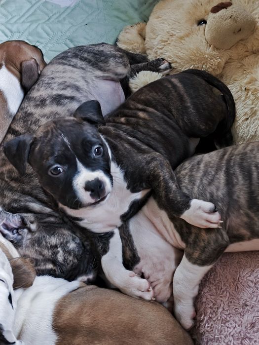 Gotowa do odbioru sliczna suczka American Staffordshire Terrier ZKwP