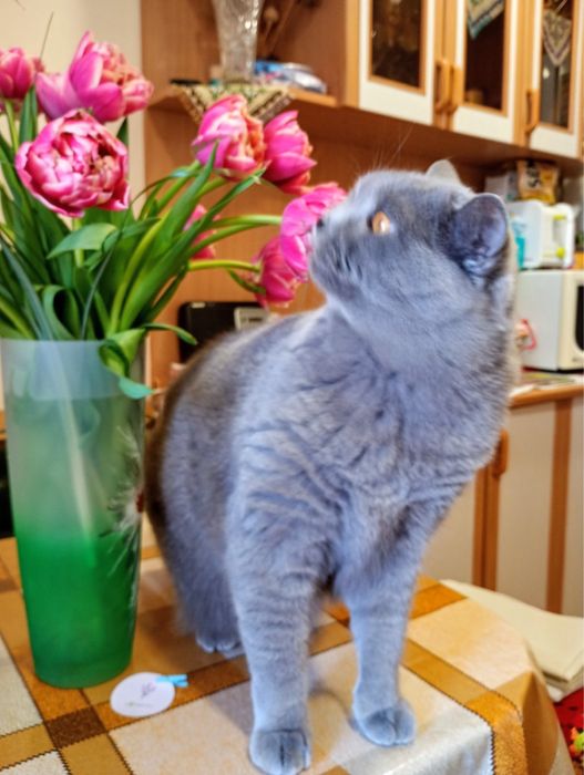 Віддамо кота в гарні руки