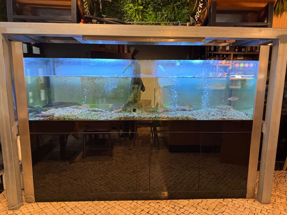 Aquário marisco água salgada