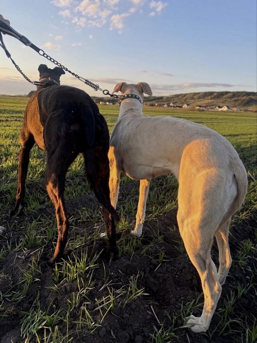 Charty Chart Greyhound
