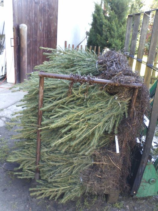 Świerk pospolity 2/2 40 cm - 70 cm