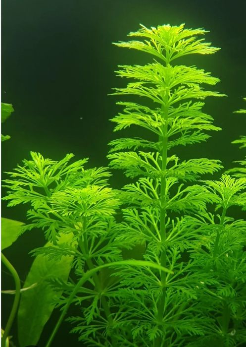 Limnophila roślinka akwariowa