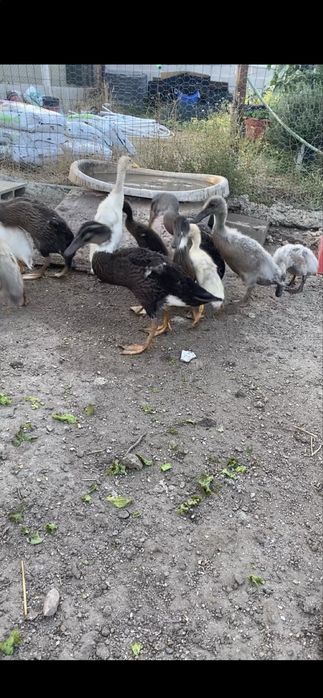 Patos corredores indianos