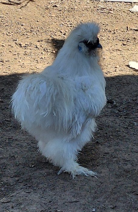 Китайская шёлковая петушки